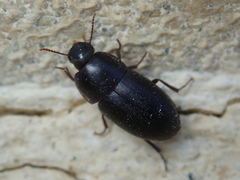 Crypticus gibbulus