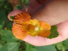Impatiens capensis