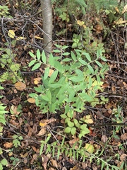 Lithospermum officinale