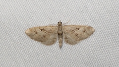 Eupithecia oxycedrata