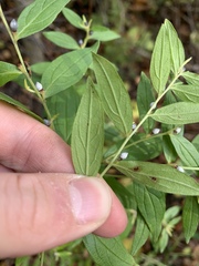 Lithospermum officinale