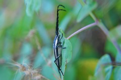 Sphaenothecus trilineatus