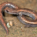 Black-bellied Slender Salamander - Photo (c) Marshal Hedin, some rights reserved (CC BY-NC-SA), uploaded by Marshal Hedin