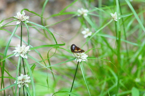 Hyphinoe obliqua