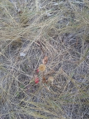 Pyrrocoma liatriformis