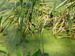 Nerodia sipedon sipedon