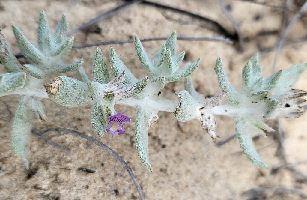 Stemodia lanata; photograph (c) Nicole, some rights reserved (CC BY)