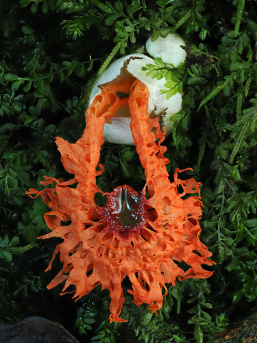 Laternea pusilla