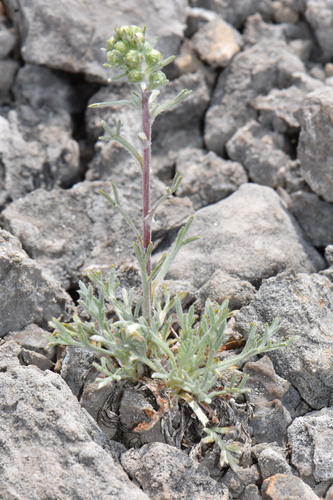 Artemisia borealis iNat (3)