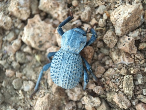Desert Ironclad Beetle photo 3