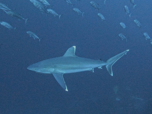 Foto de Tiburón puntas plateadas (Carcharhinus albimarginatus)