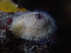 Diodora