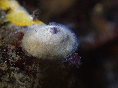 Diodora