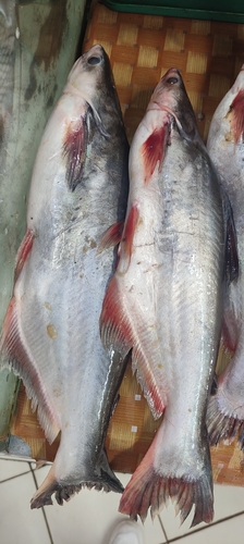 Djambal shark catfish (Pangasius djambal) — Pangasiidae