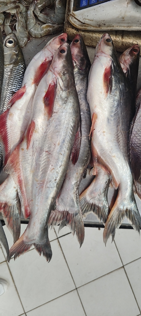 Djambal shark catfish (Pangasius djambal) — Pangasiidae