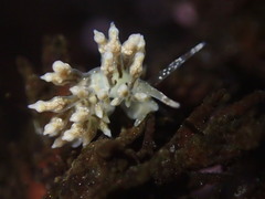 Eubranchus olivaceus