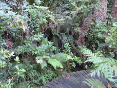 Blechnum novae-zelandiae