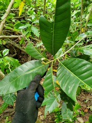 Planchonella obovata