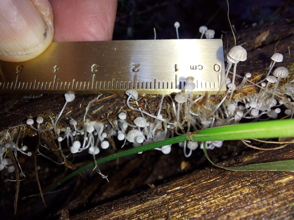 Mycena albidocapillaris