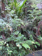 Blechnum novae-zelandiae