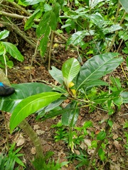 Planchonella obovata