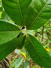 Planchonella obovata