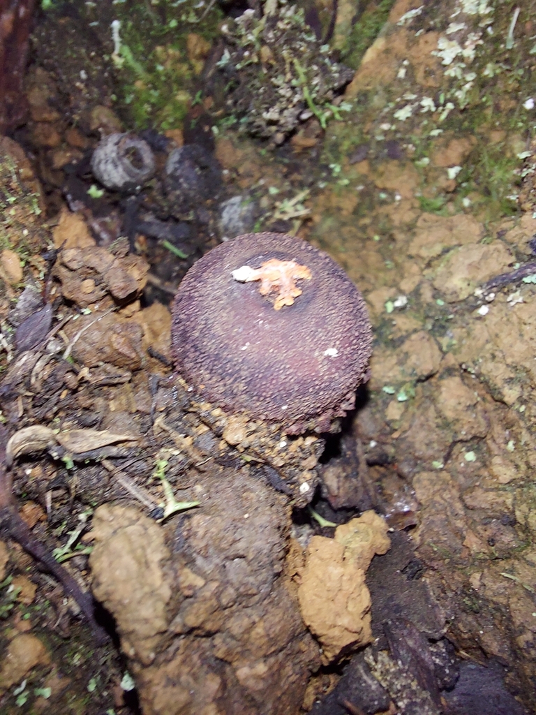 Calostoma fuscum · July 2025 · photo: © graemelunt (iNaturalist, cc-by)