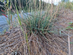 Festuca ovina