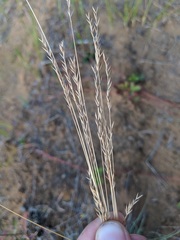 Festuca ovina