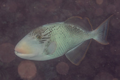 Pseudobalistes flavimarginatus