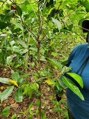 Planchonella obovata