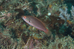 Cirrhilabrus punctatus