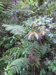 Cyathea medullaris