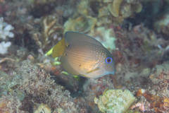 Ctenochaetus binotatus