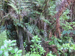Cyathea medullaris