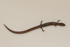 Calyptotis scutirostrum