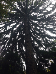 Picea abies