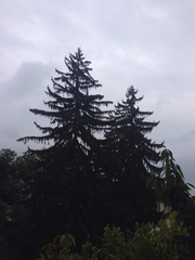 Picea abies