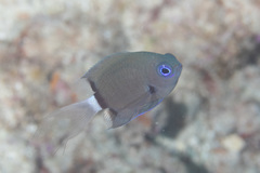 Pycnochromis delta