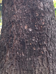Picea abies