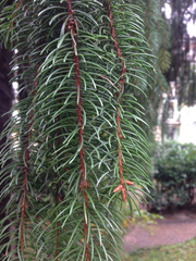 Picea abies