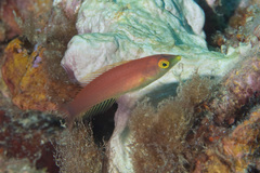 Pseudojuloides splendens