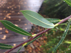 Salix