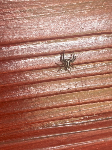 Pantropical Jumping Spider