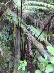 Cyathea medullaris