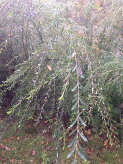 Salix