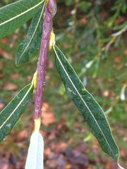 Salix