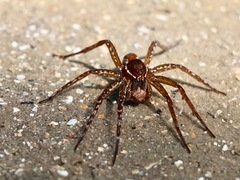 Dolomedes triton