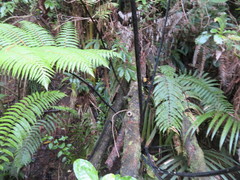 Cyathea medullaris