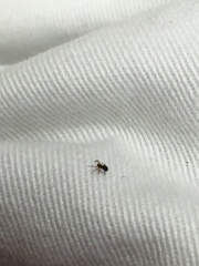 Centromerus cornupalpis